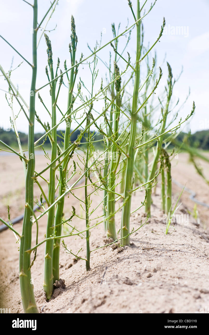 Asparagus growing in field Stock Photo Alamy