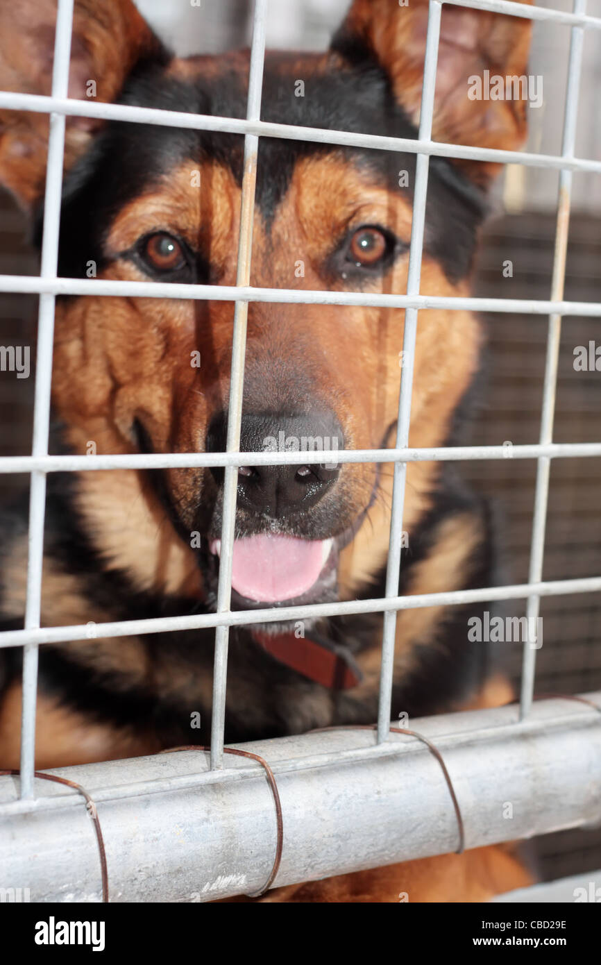 German Shepherd in Dog Pen at the Animal Shelter is ready for a new home  Stock Photo - Alamy