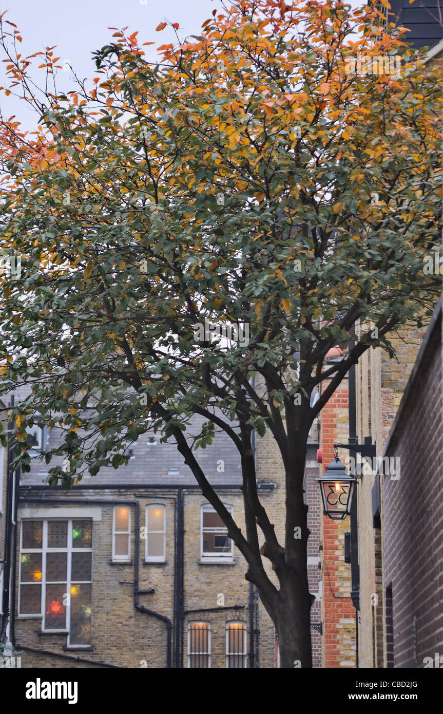 London Weymouth Mews, Paddington, United Kingdom Stock Photo Alamy