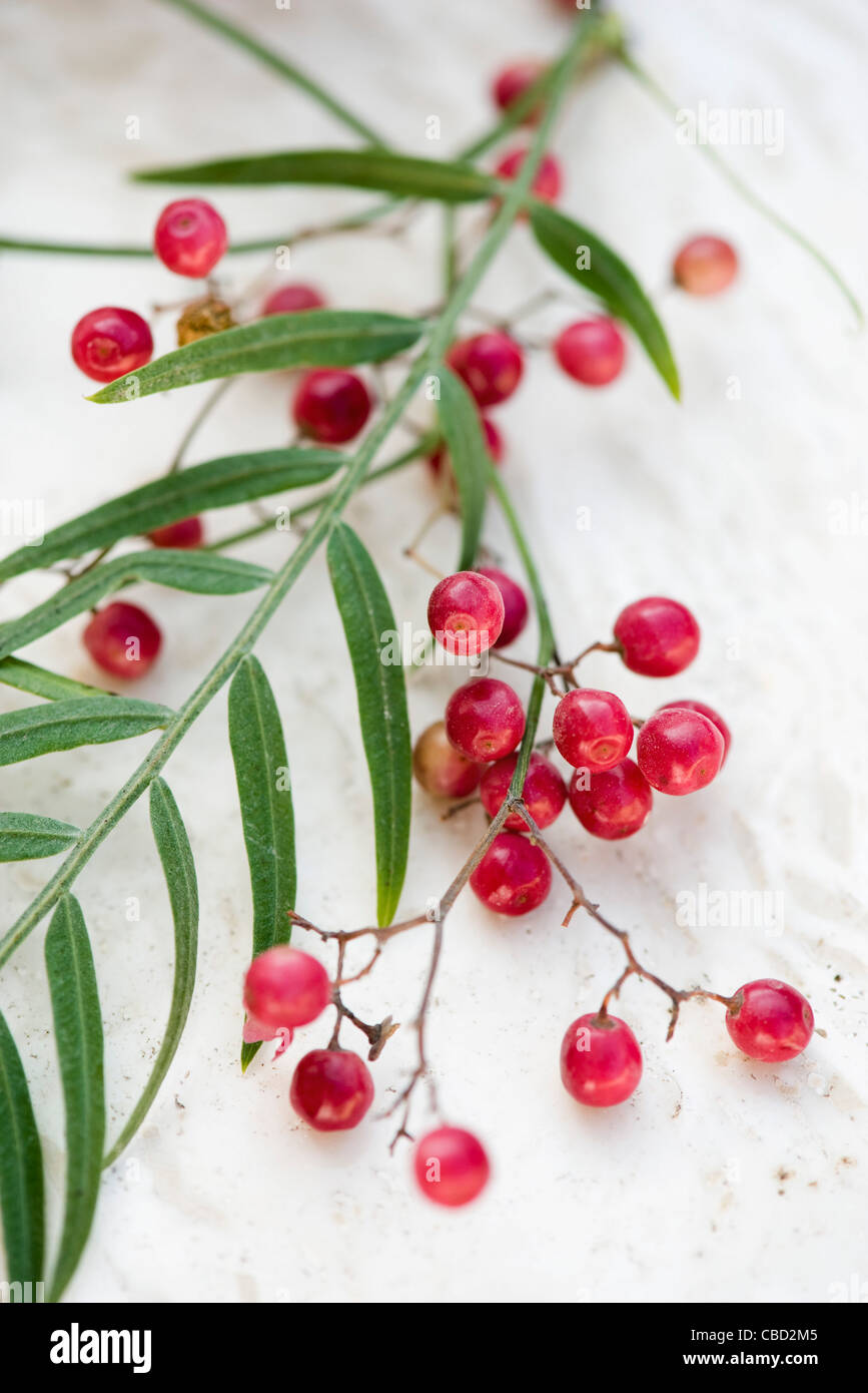 Fresh red peppercorns Stock Photo