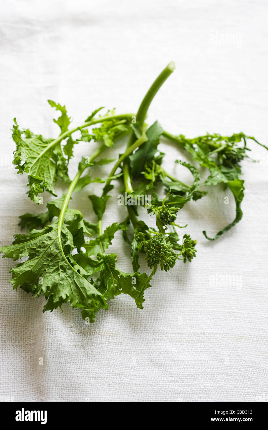Fresh broccolini Stock Photo