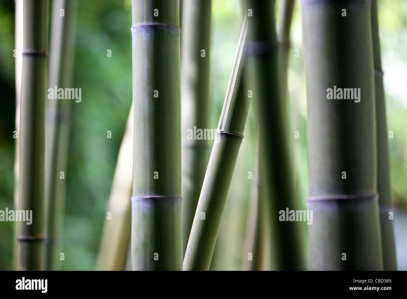 A bamboo plantation Stock Photo - Alamy
