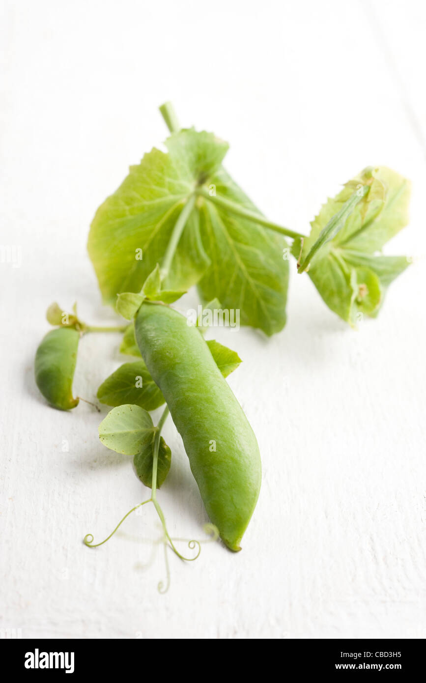 Fresh pea pod Stock Photo - Alamy
