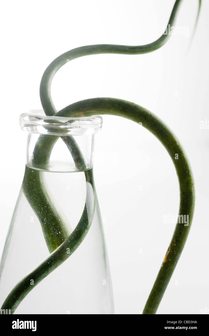 Garlic flower stems in vase of water Stock Photo Alamy
