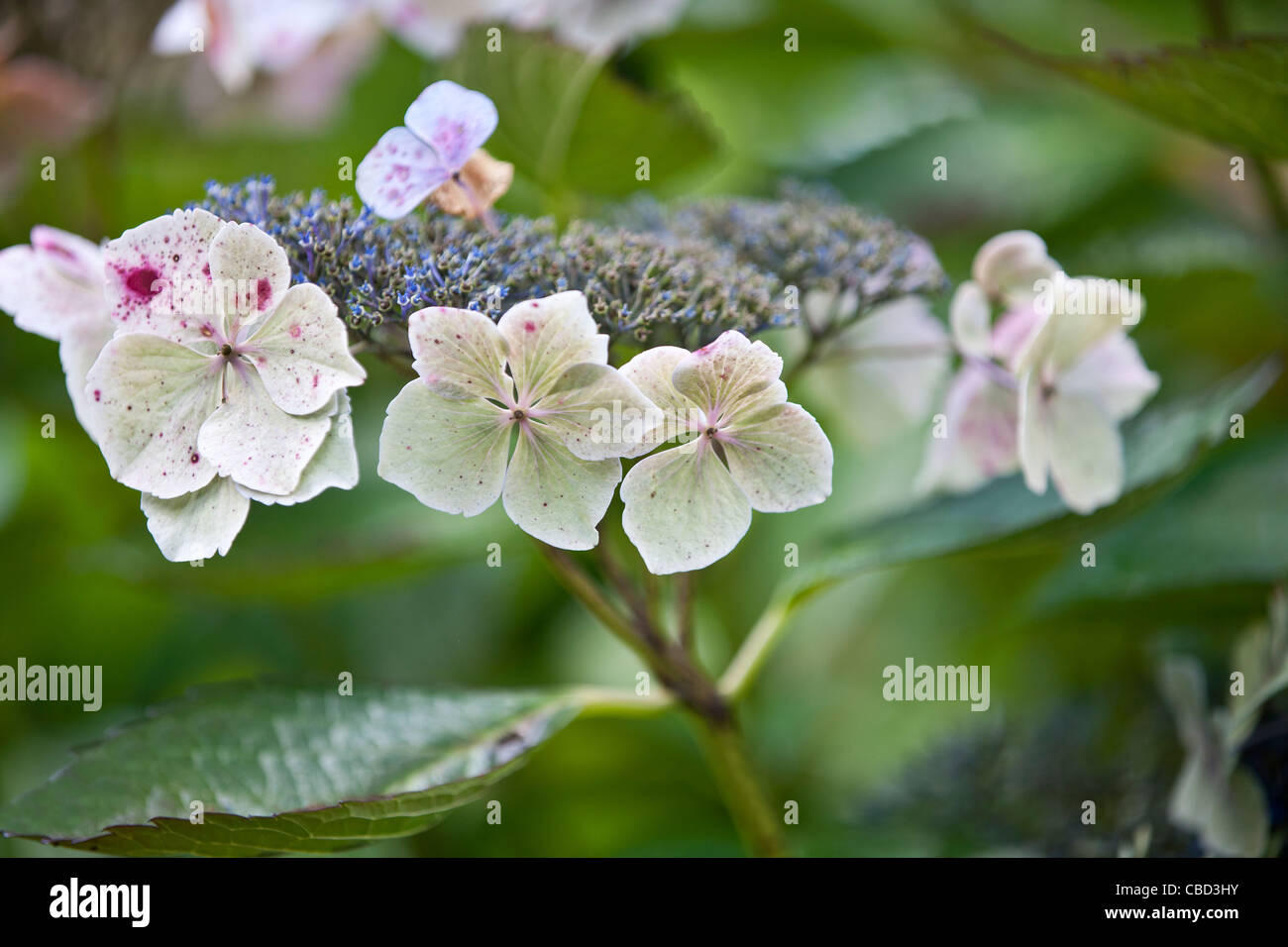 Lacecap Hydrangea flowers Stock Photo Alamy