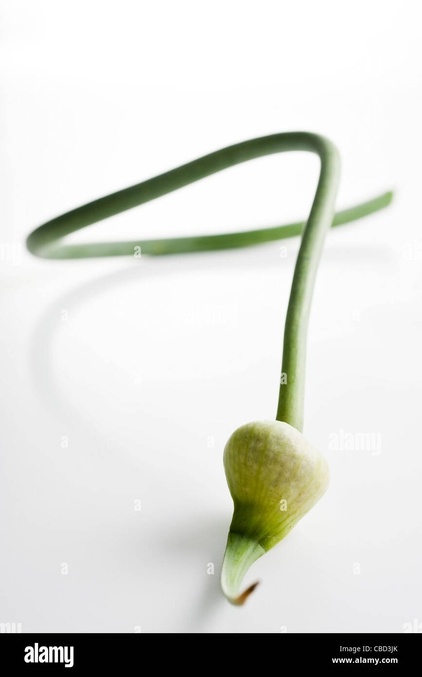 Garlic flower bud Stock Photo Alamy