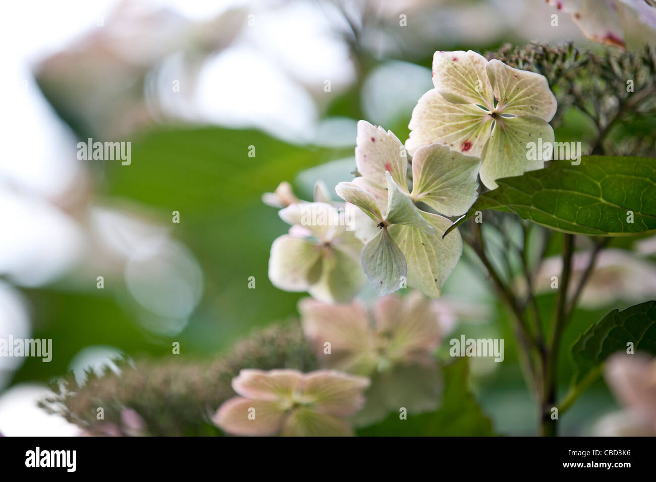 Lacecap Hydrangea flowers Stock Photo Alamy