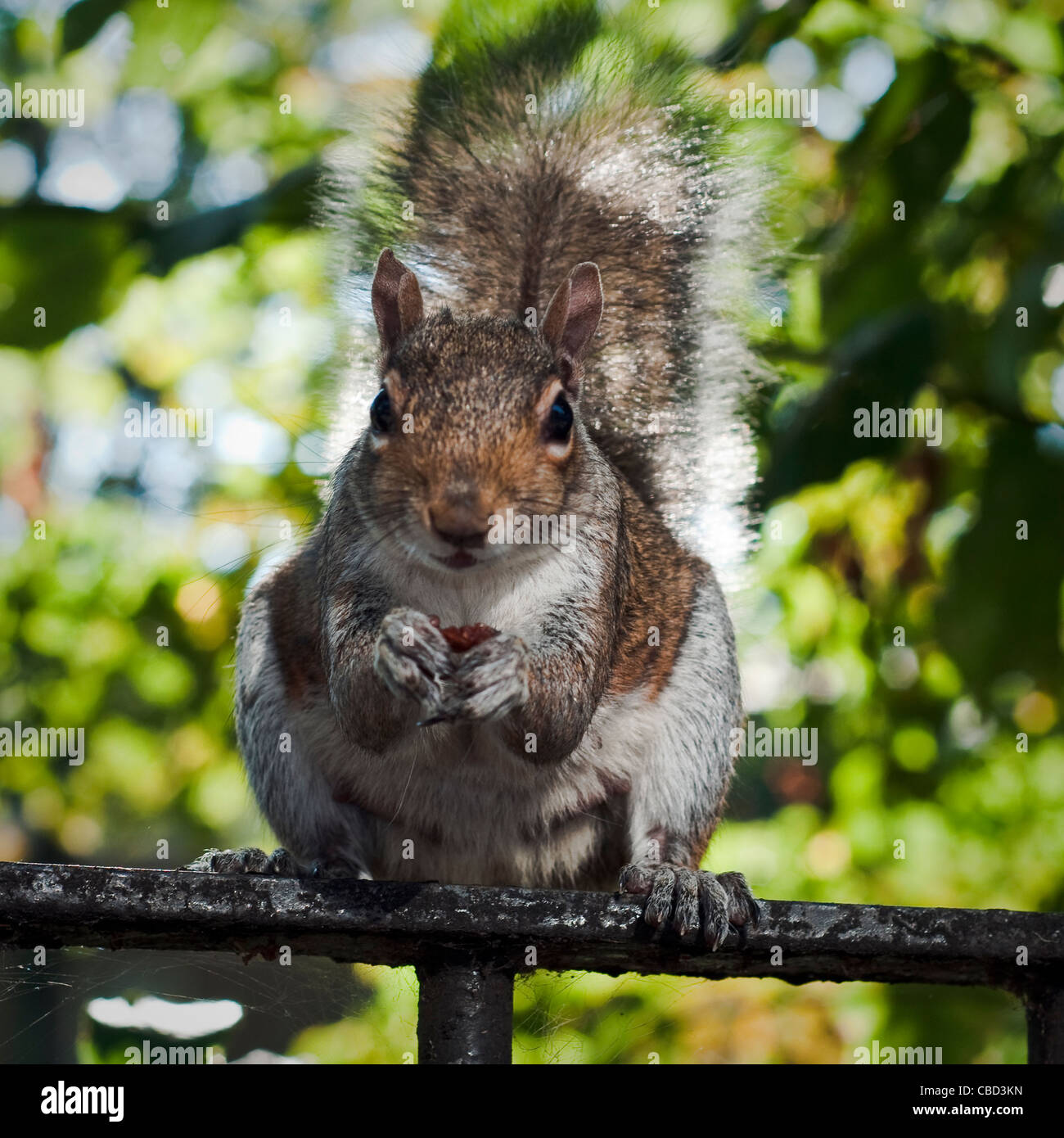 squirrel eating raisin Stock Photo Alamy