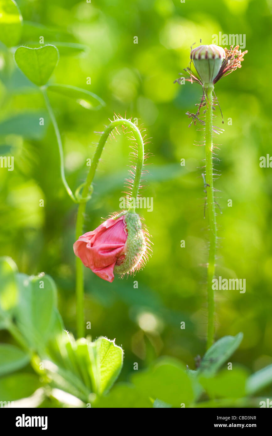 Poppy blooming Stock Photo