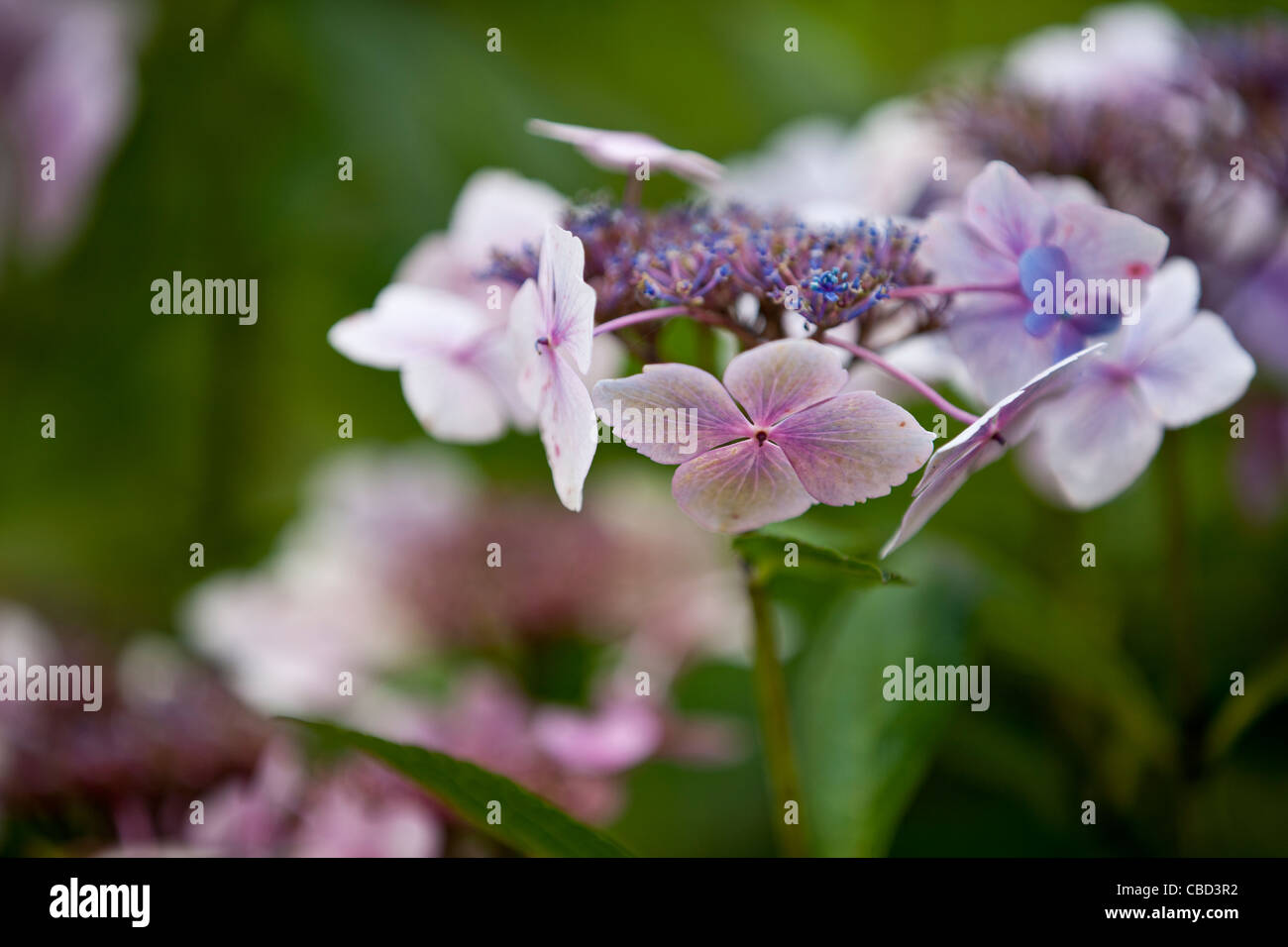 Lacecap Hydrangea flowers Stock Photo Alamy