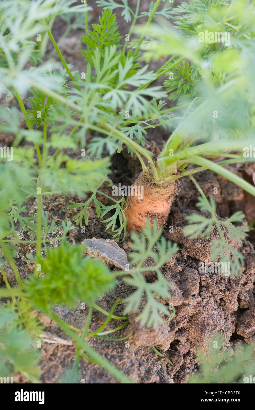 Carrot growing in soil Stock Photo - Alamy