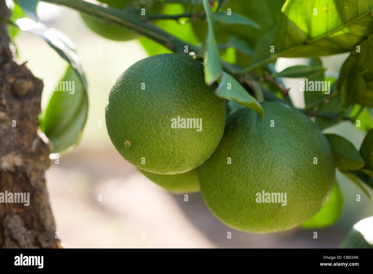 Lime images hi-res stock photography and images - Alamy
