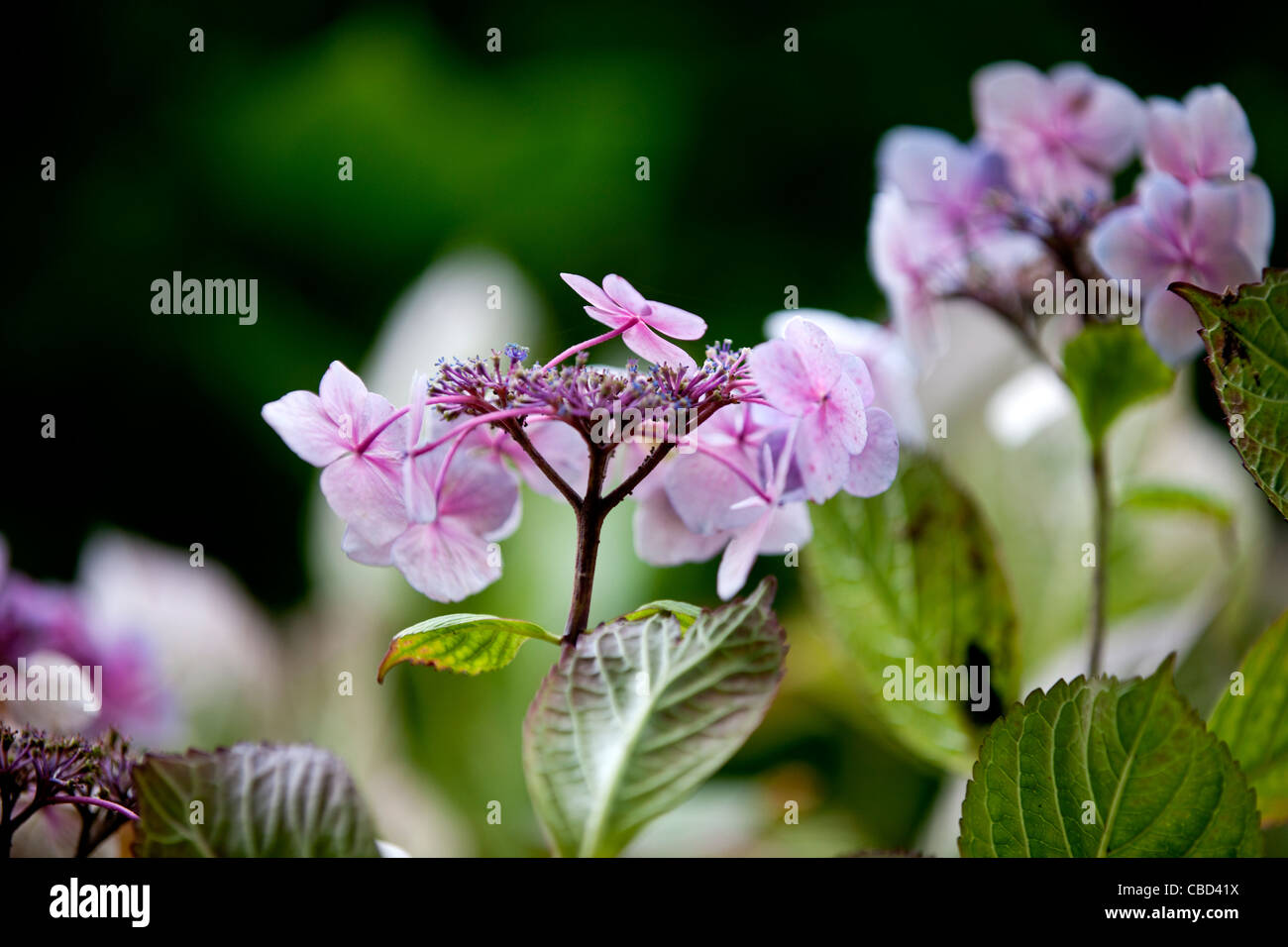 Lacecap Hydrangea Flowers Stock Photo - Alamy