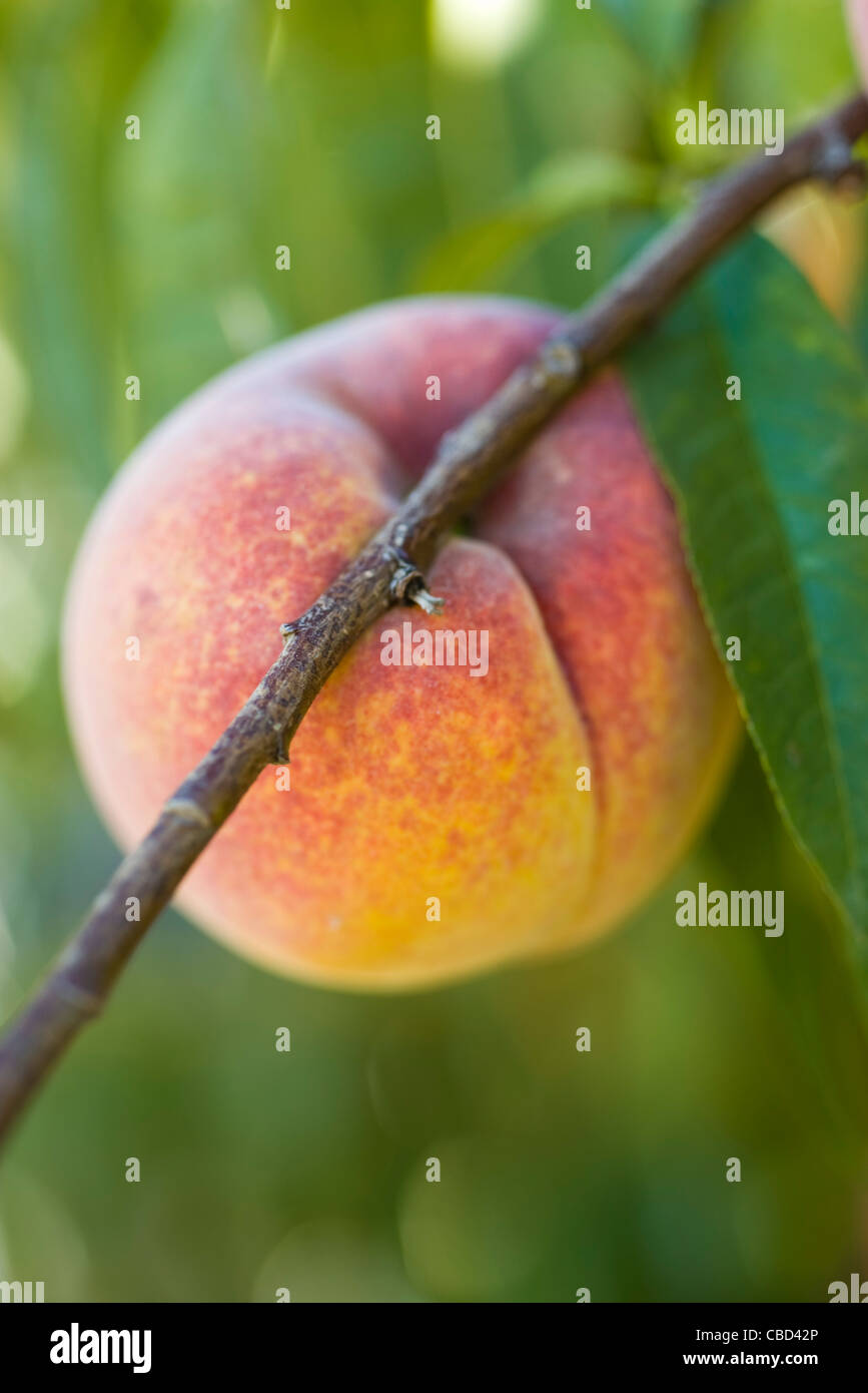 Nectarine growing on tree Stock Photo Alamy