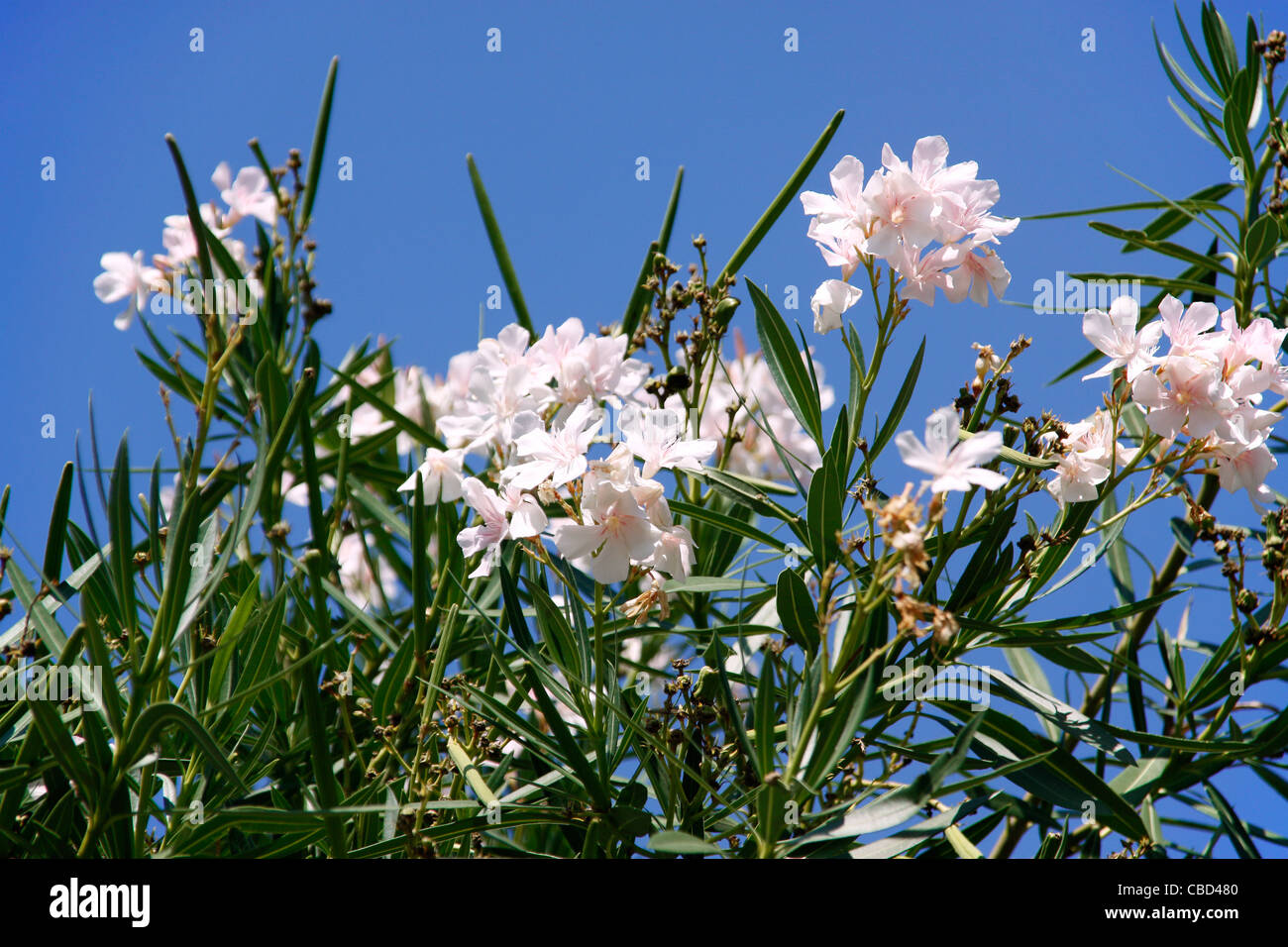 Oleander tree (Nerium oleander), Croatia Stock Photo