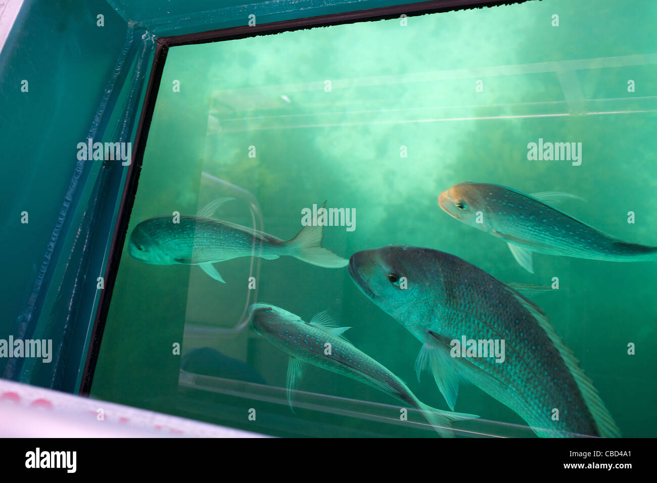 Fish viewed through the Glass Bottom Boat at Goat Island Marine Reserve