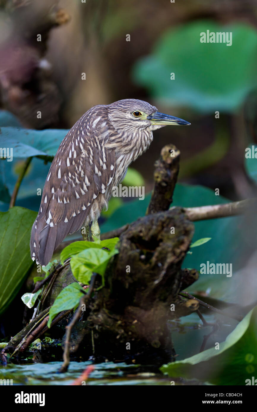 Juvenile Black-crowned Night Heron (Nycticorax nycticorax) in St Lucia Stock Photo