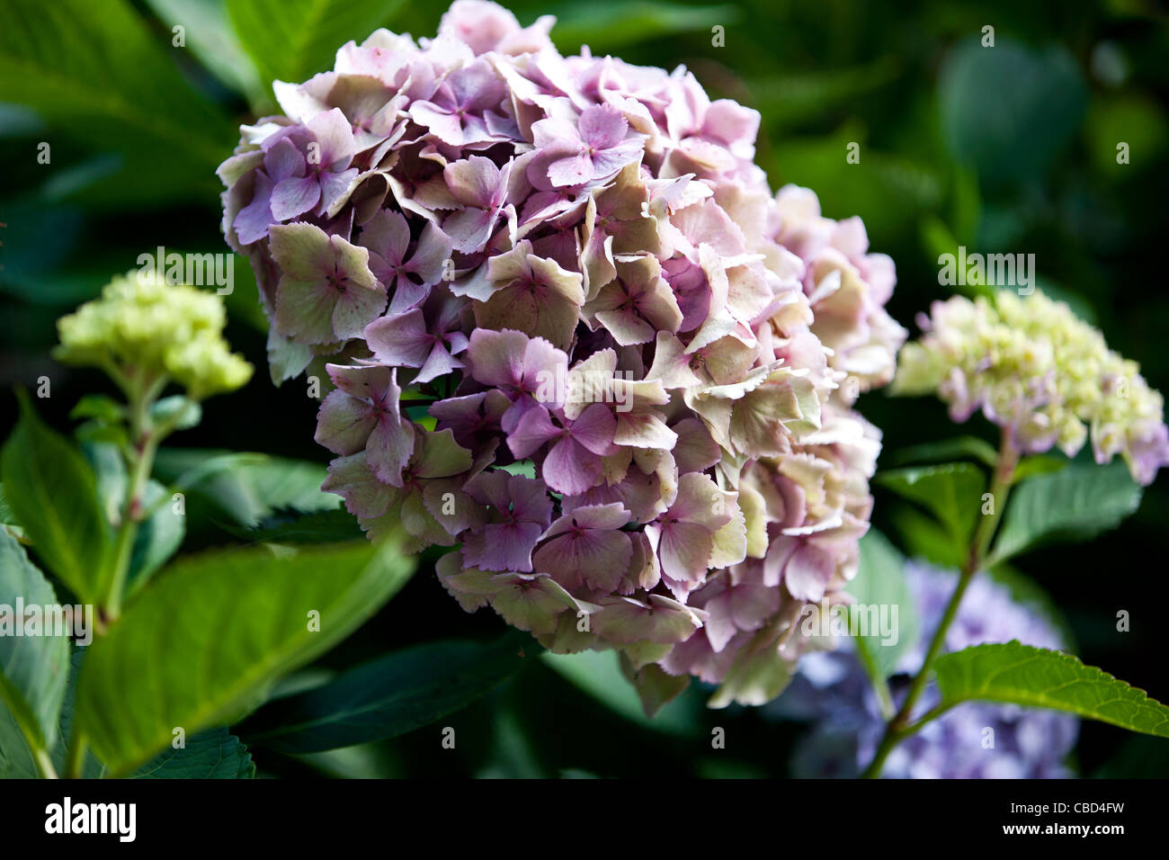 A pink Hydrangea flower Stock Photo - Alamy