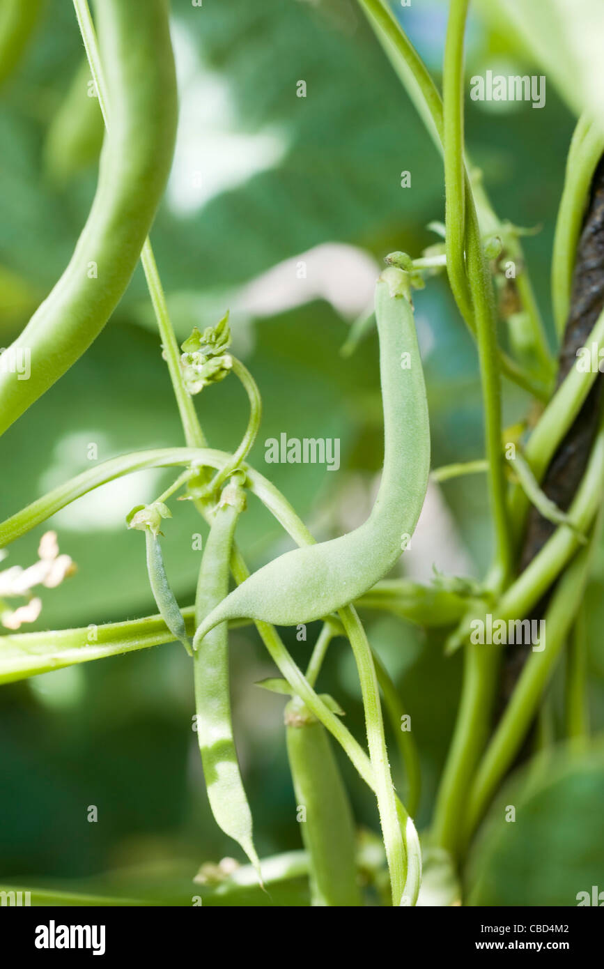 Partial view of green beans hi-res stock photography and images - Alamy