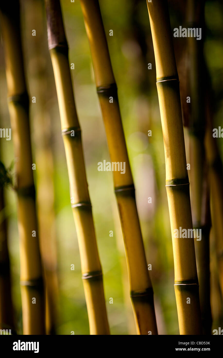 A bamboo plantation Stock Photo