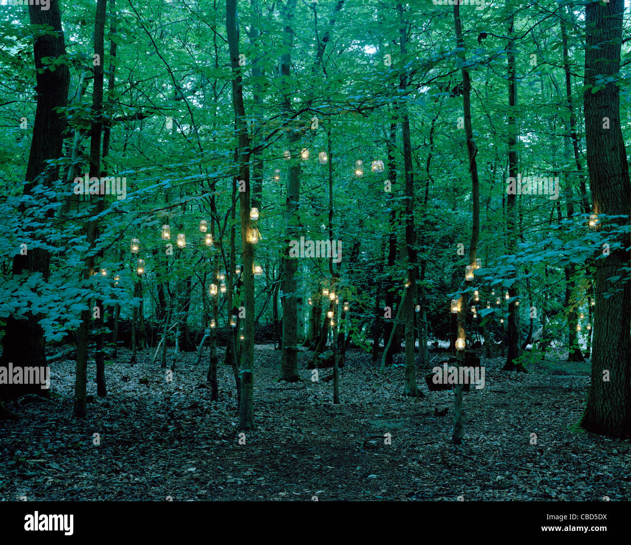 Lights hanging from trees in forest Stock Photo Alamy