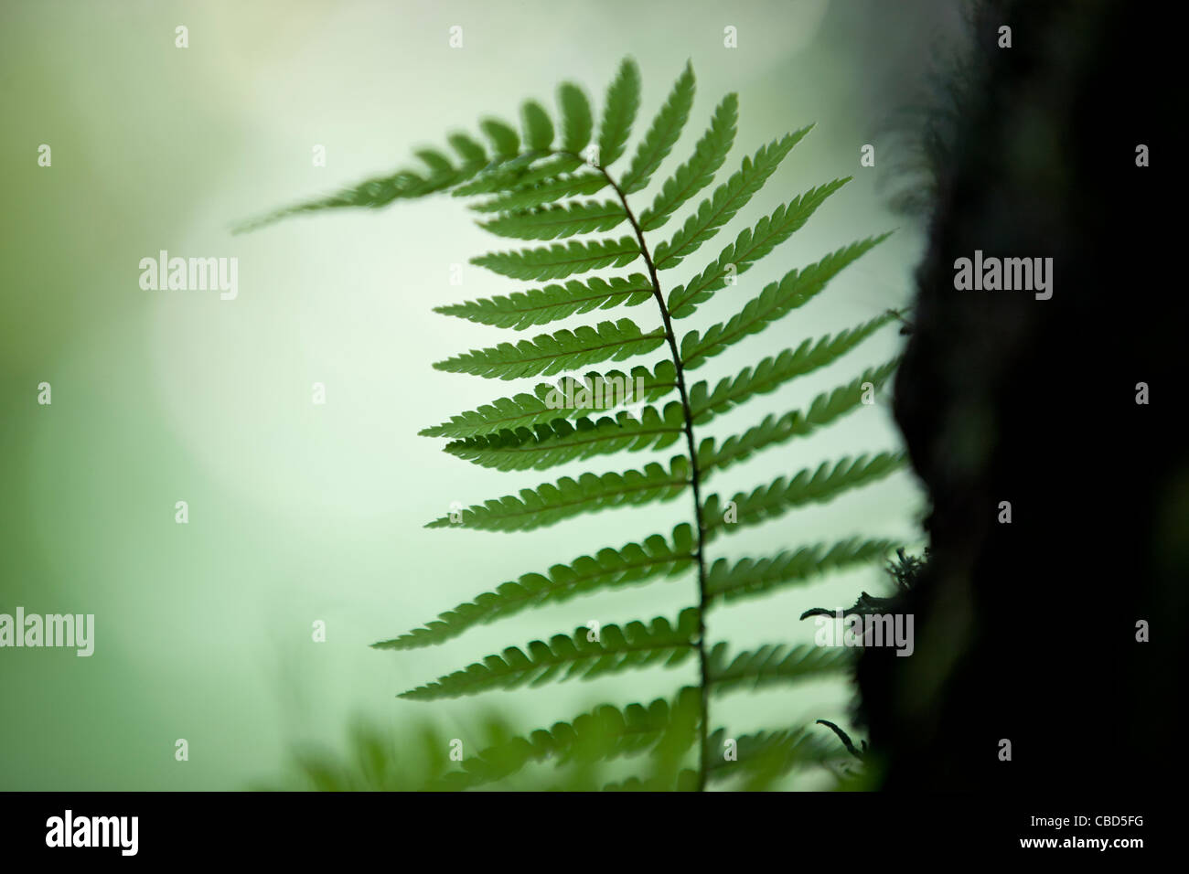 Fern tree leaves Stock Photo - Alamy