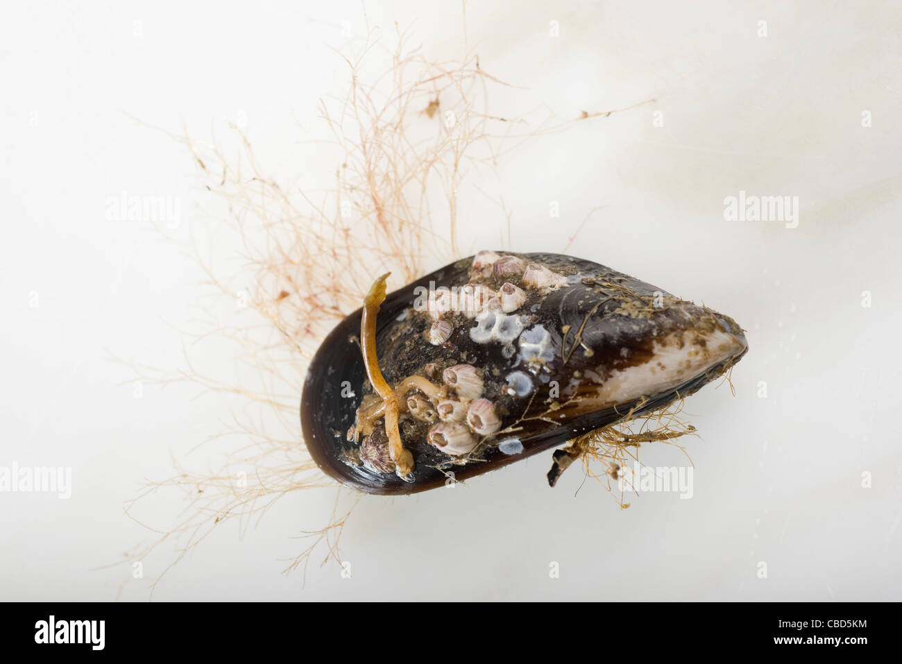Fresh mussel Stock Photo