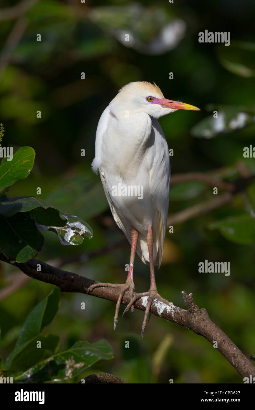 Cattle Egret Bubulcus Ibis Stock Photo - Alamy