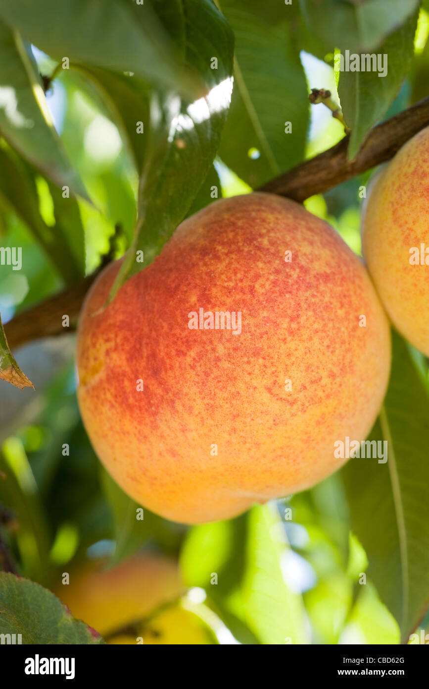 Nectarine growing on tree Stock Photo Alamy