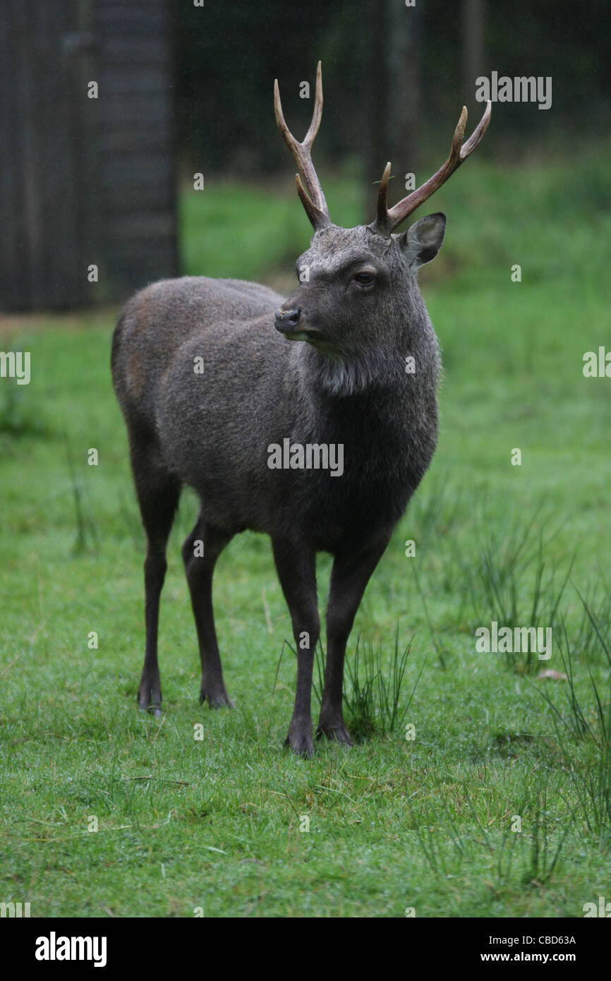 Sika deer in Gortin Glen Forest Park, Omagh, county Tyrone, Northern Ireland Stock Photo