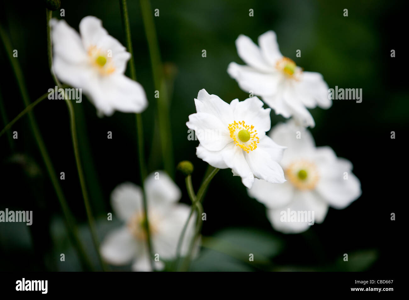 White Japanese anemone flowers Stock Photo Alamy