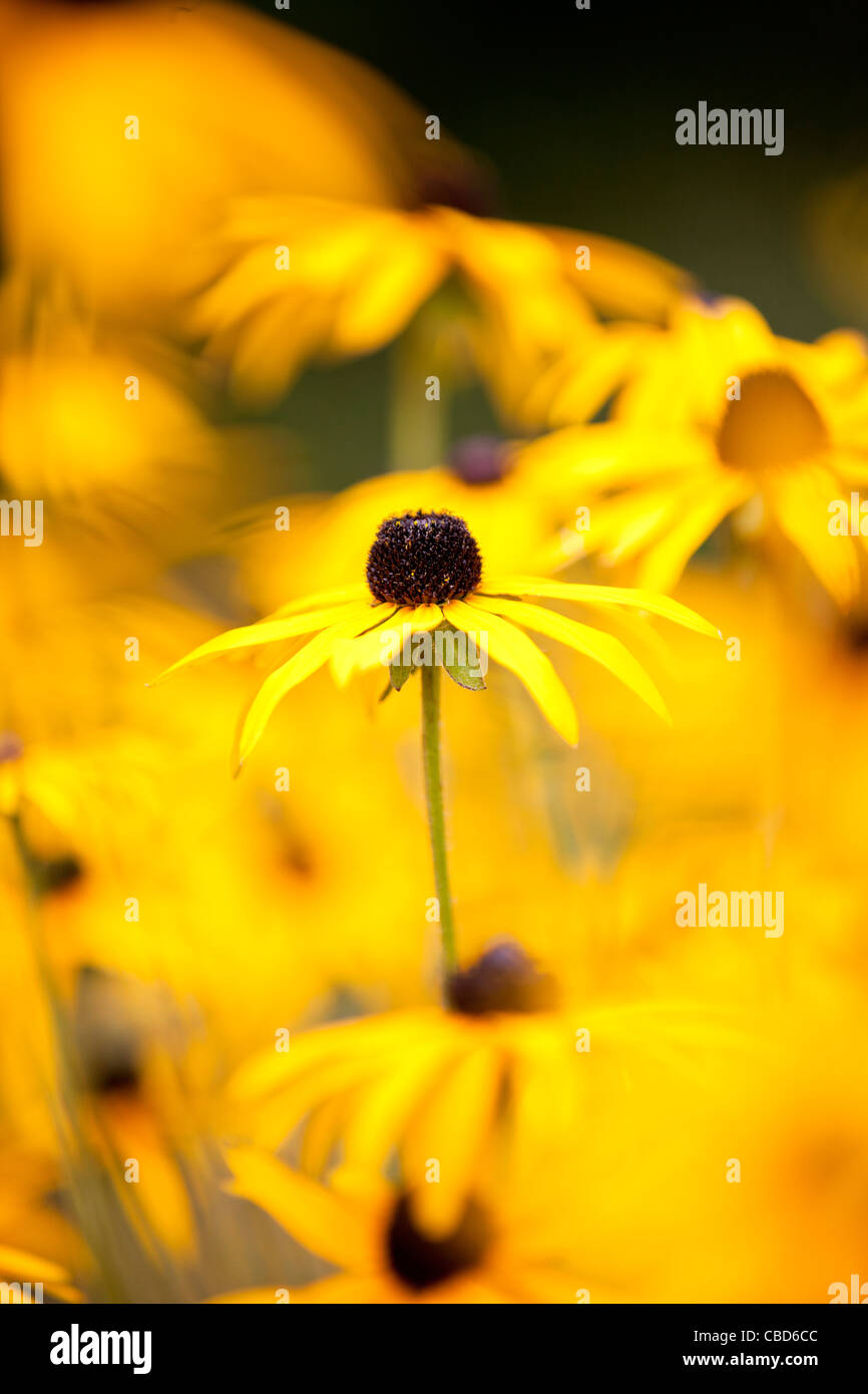 Yellow flower with brown center hires stock photography and images Alamy