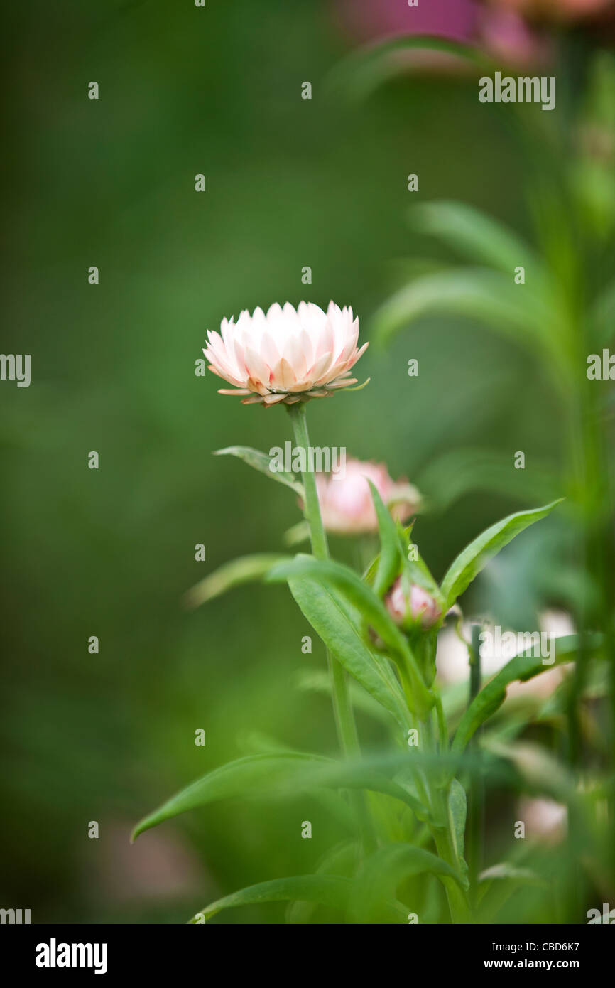 Everlasting life hires stock photography and images Alamy