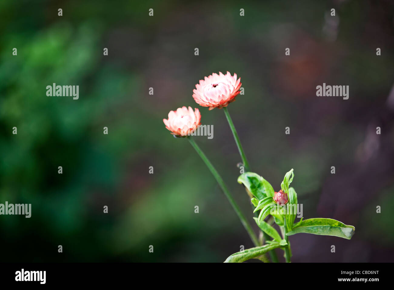 Everlasting life hires stock photography and images Alamy