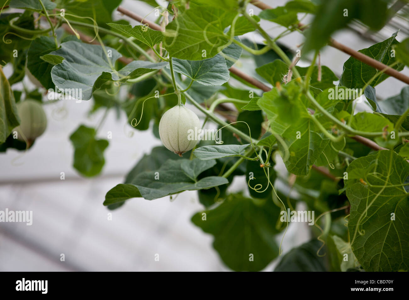 A cantaloupe melon growing on a vine Stock Photo Alamy