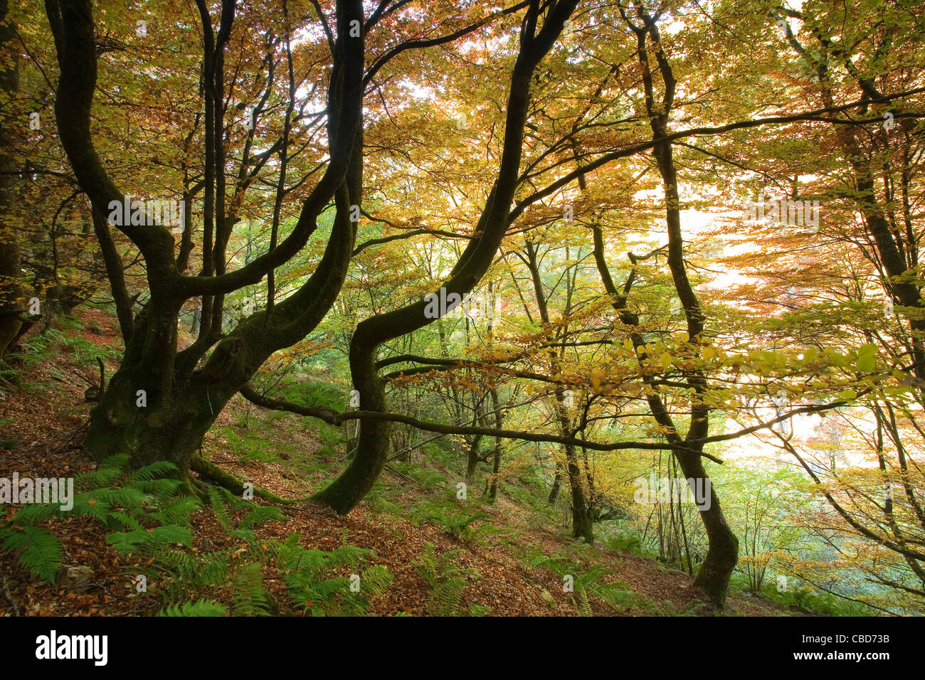 Curved trees growing in forest hires stock photography and images Alamy