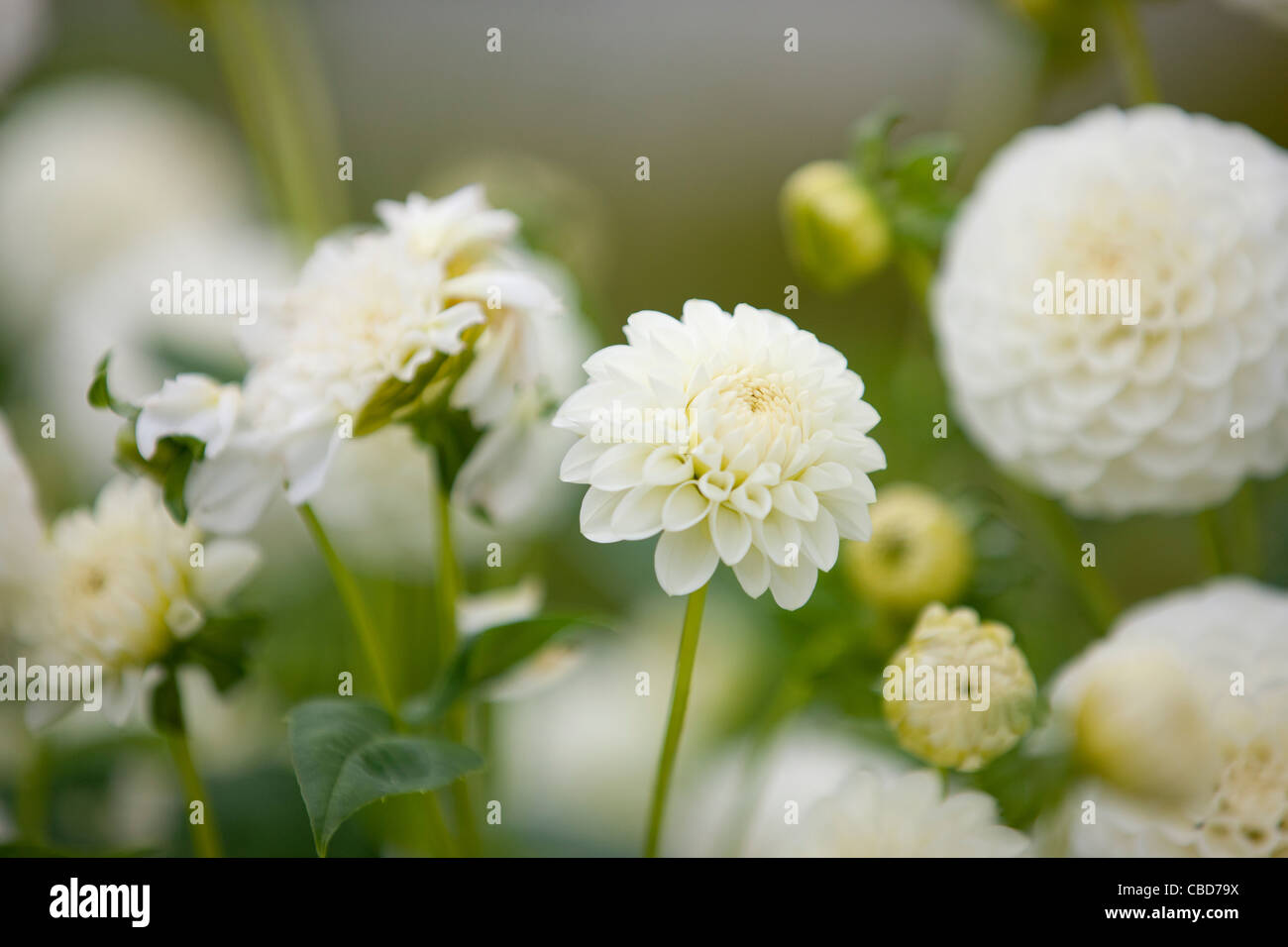 Dahlias Flower Flowers Petal High Resolution Stock Photography and