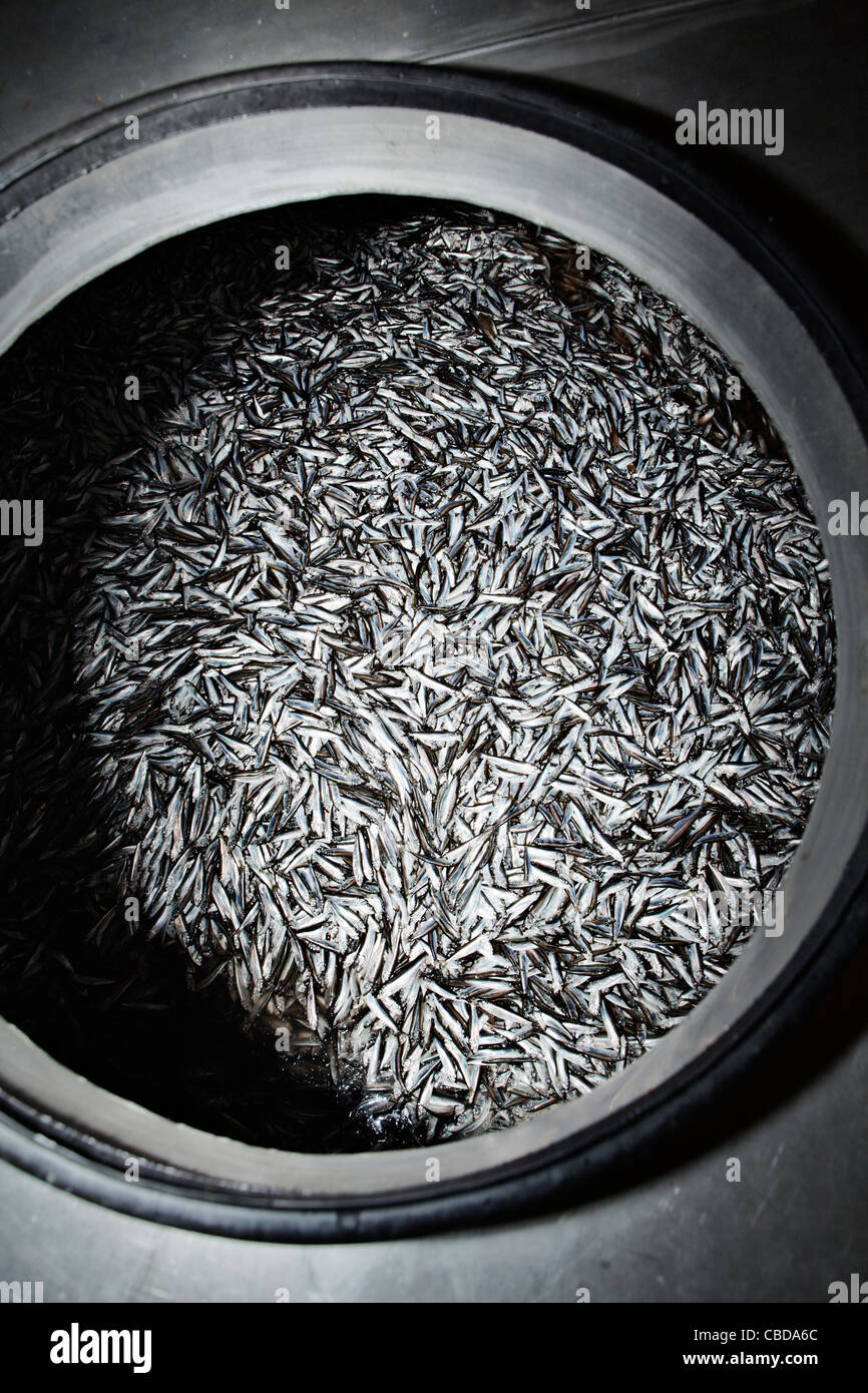 Baltic herring that has been trawled from the bottom between Finland and Sweden. Stock Photo