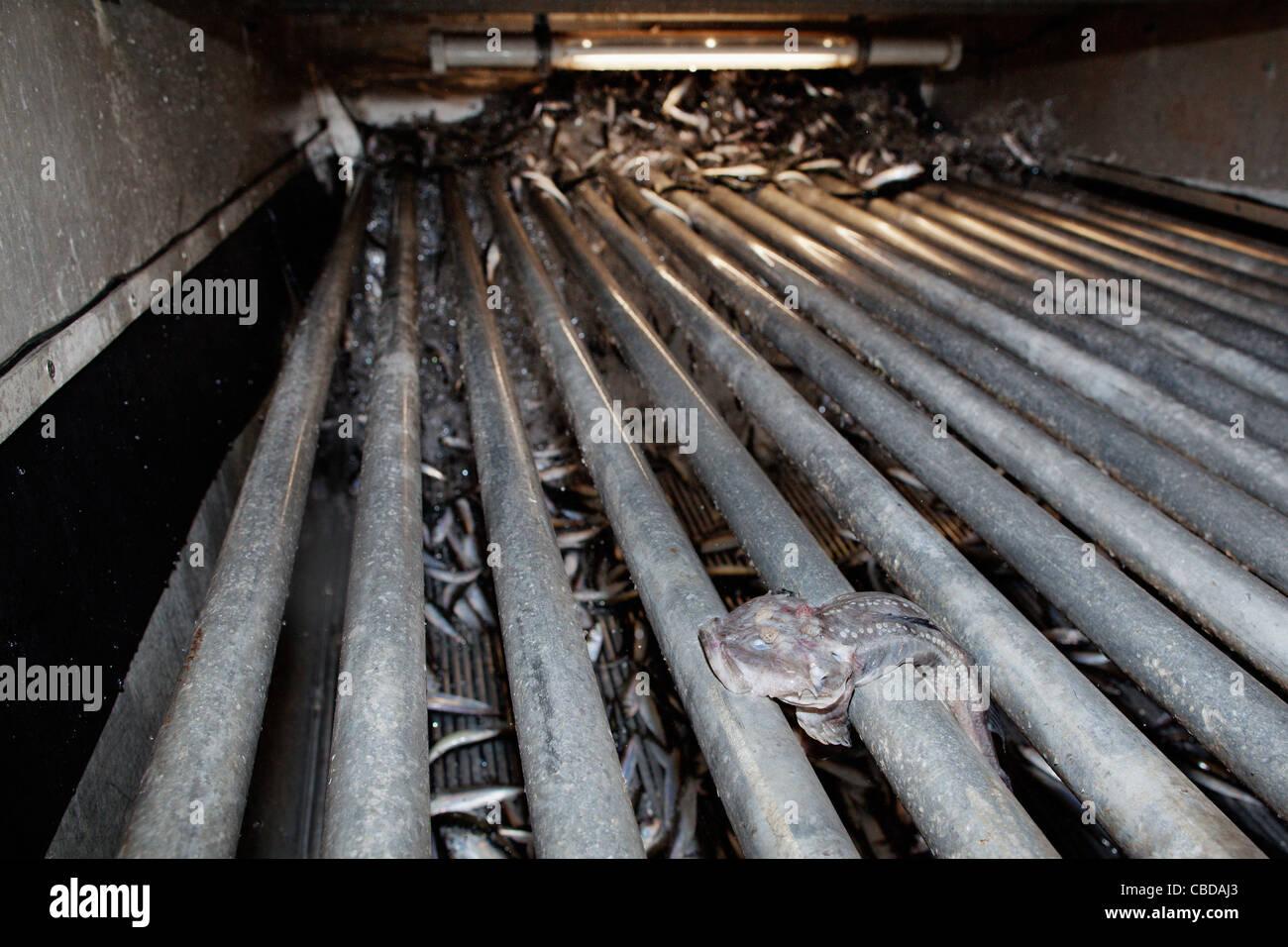 Side catch is separated from Baltic herring on it's way to trawler's tanks. Stock Photo