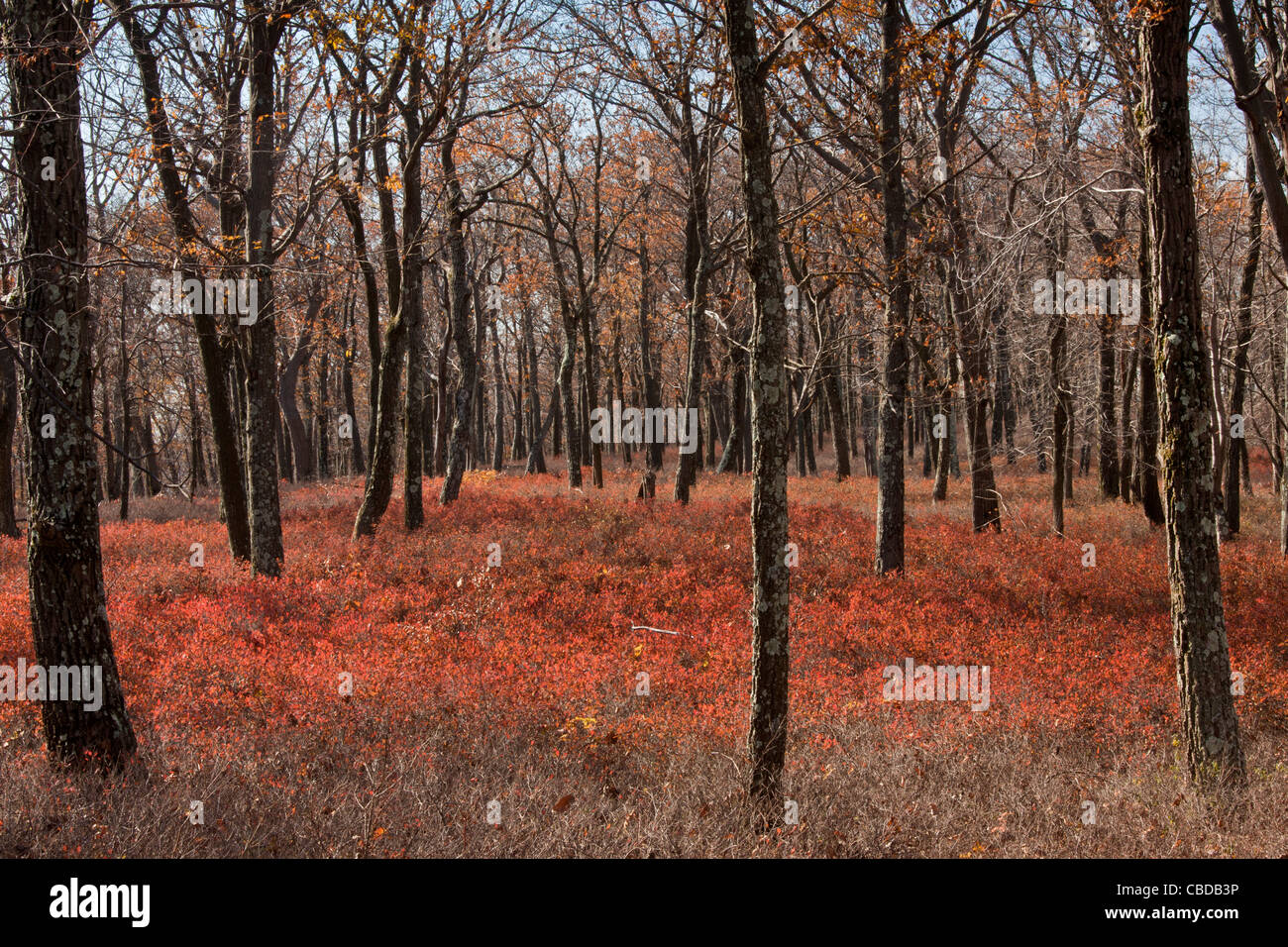 Oak woodland with Huckleberry understory on Mount Tammany on the Kittatinny Ridge, in autumn at Delaware Gap, New Jersey, USA Stock Photo