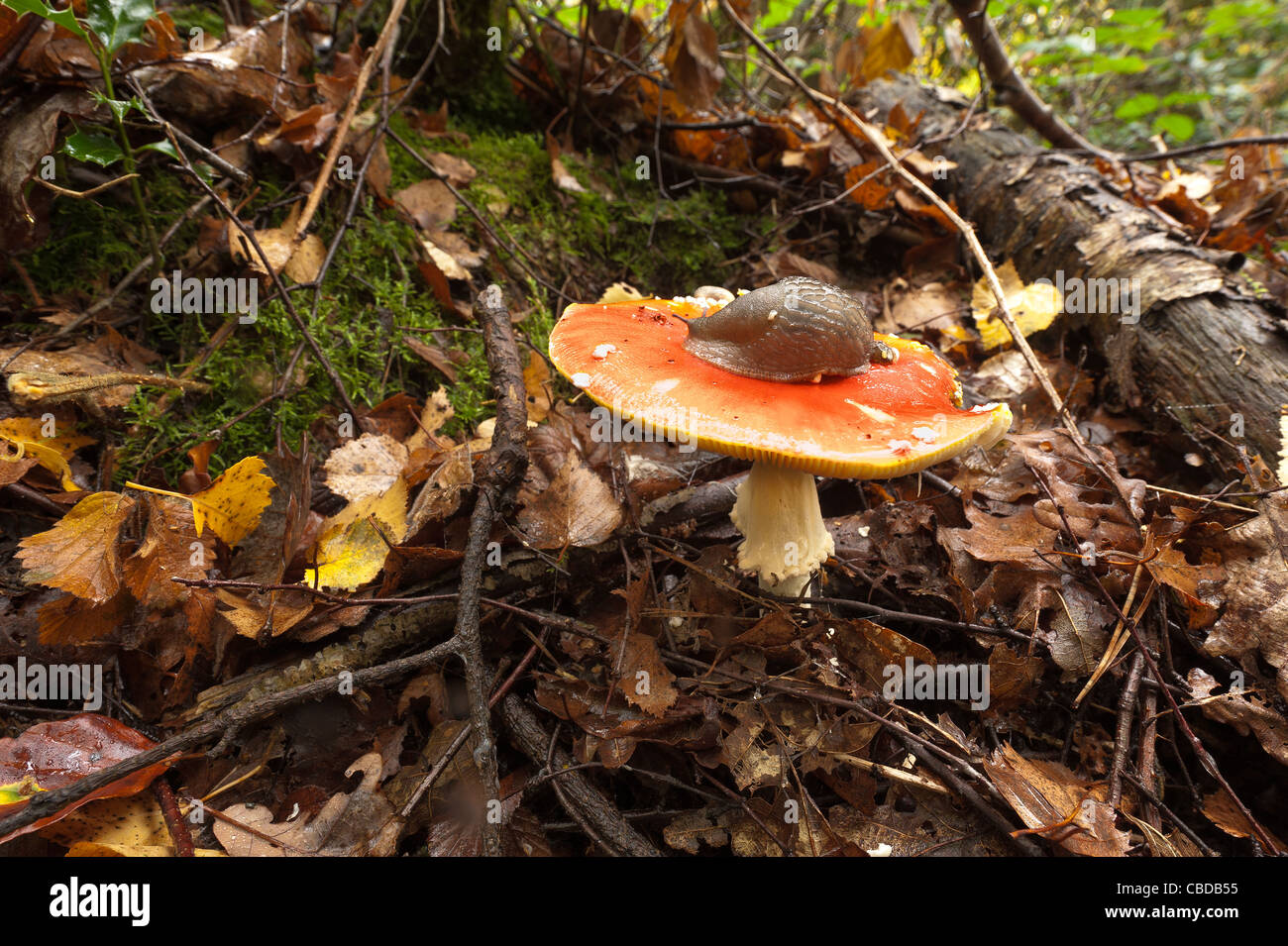 Slug eating fly agaric fruiting body, poisonous to humans Stock Photo