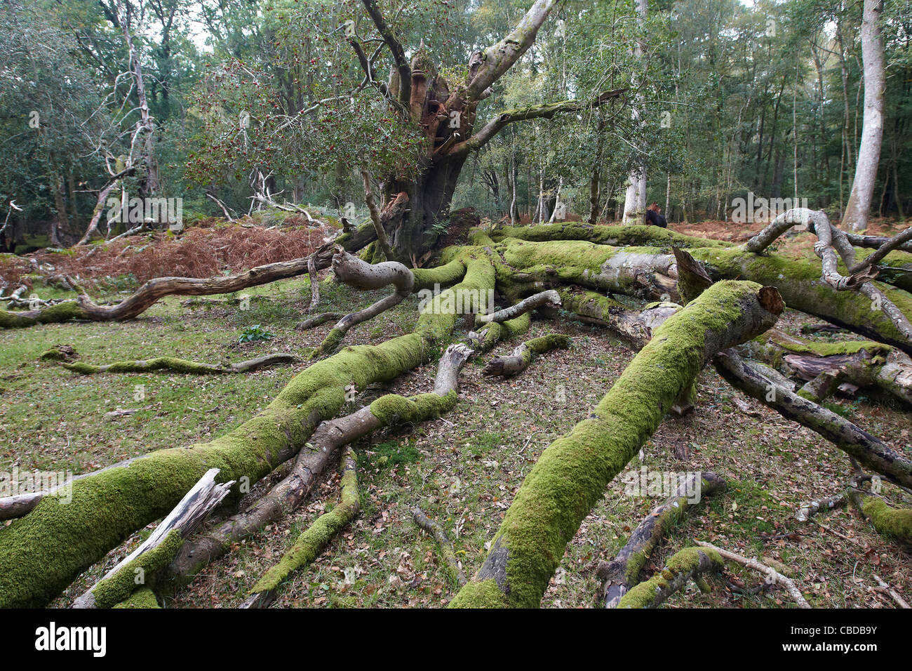 Moss and ferns growing on ancient trees in the New Forest, Hampshire