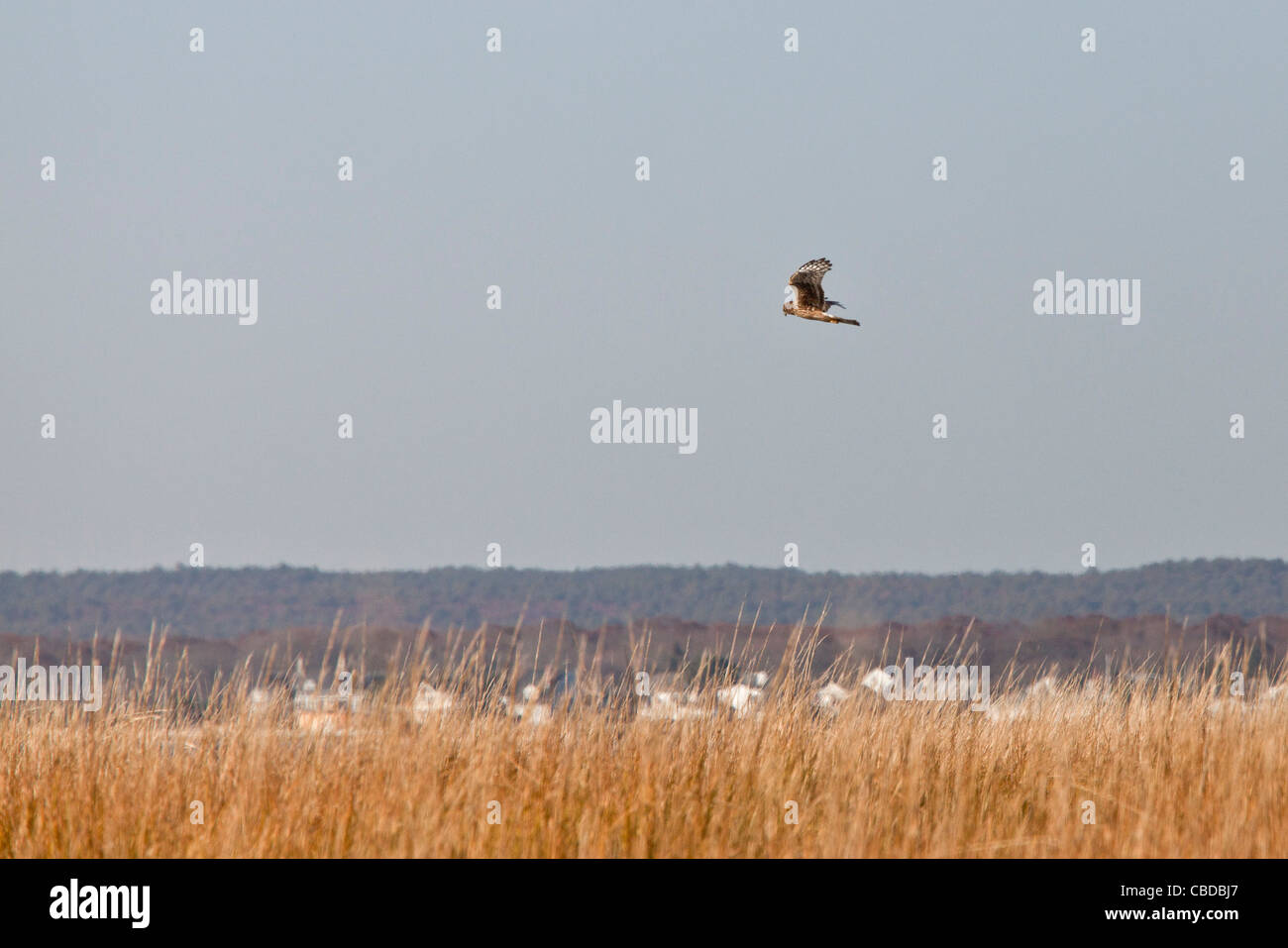 Juvenile Northern Harrier, Circus cyaneus, hunting over saltmarsh on Long Island, NY, USA. Stock Photo