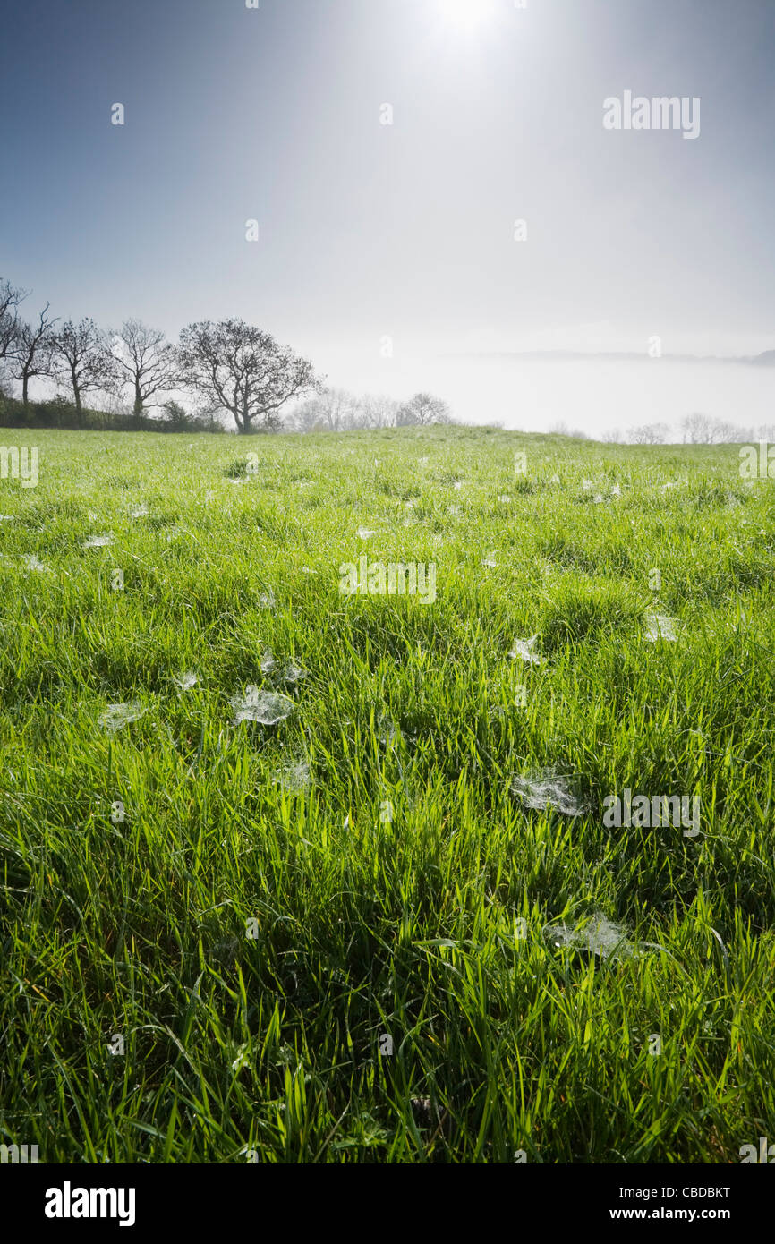 Cobwebs and Dew on the grass at Eastfield Local Nature Reserve.  High Ham, Somerset, England, UK. Stock Photo