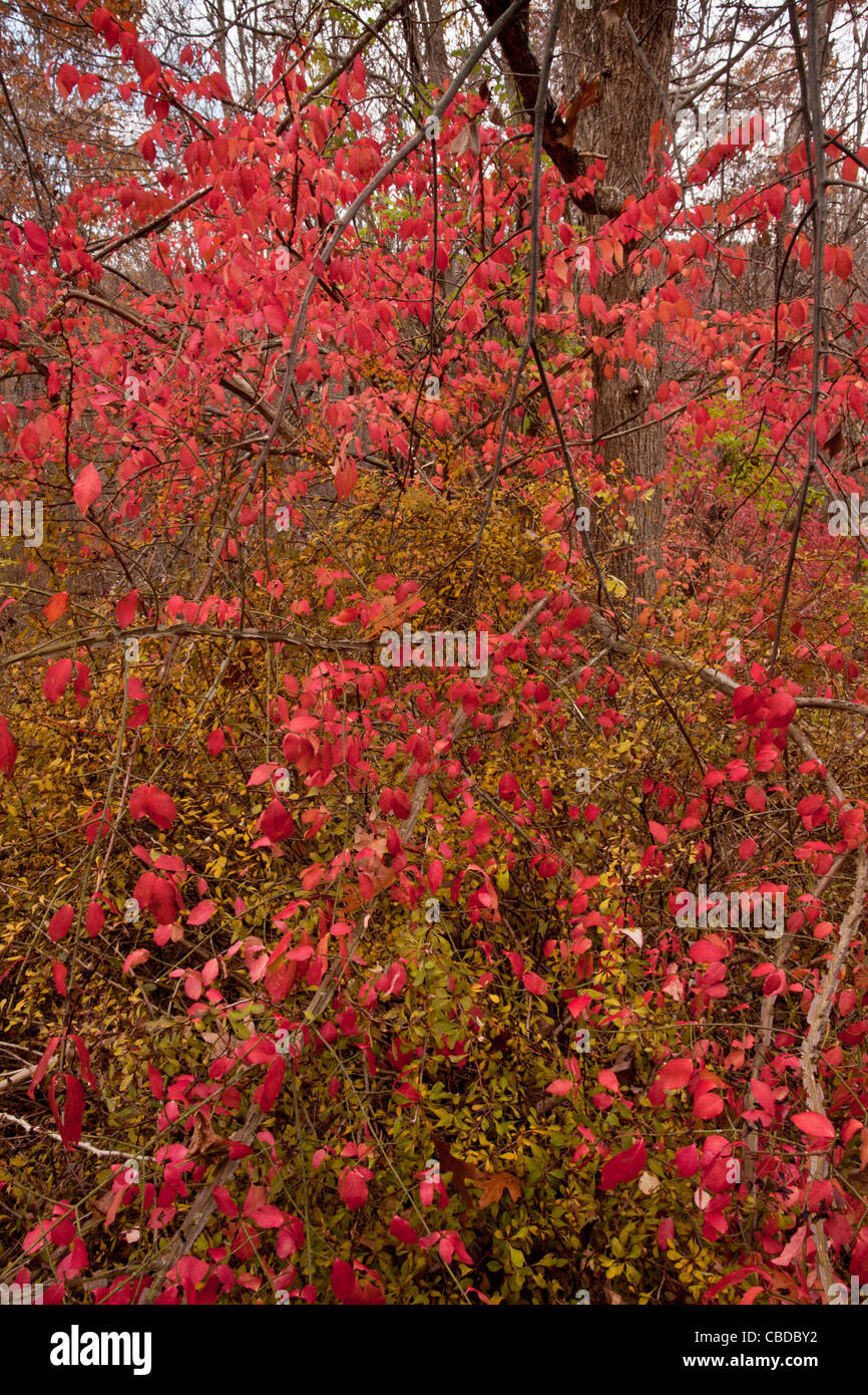 Autumn foliage of Winged Spindle, (Winged Euonymus, Burning Bush), Euonymus alatus; an invasive shrub in north-east USA. Stock Photo
