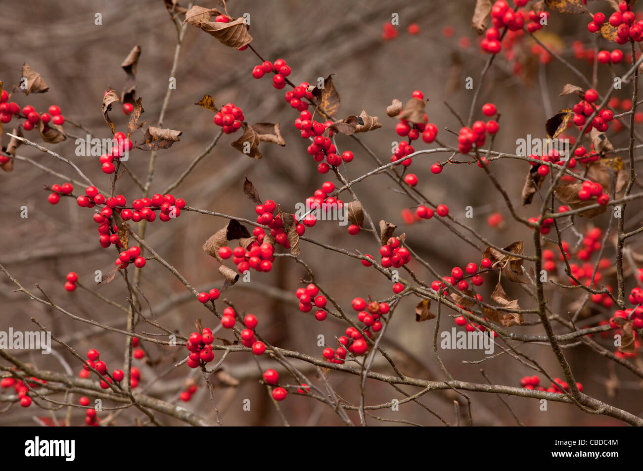 American Winterberry, Ilex verticillata berries =Black Alder Winterberry, Brook Alder, Canada holly, Coralberry, Deciduous Holly Stock Photo