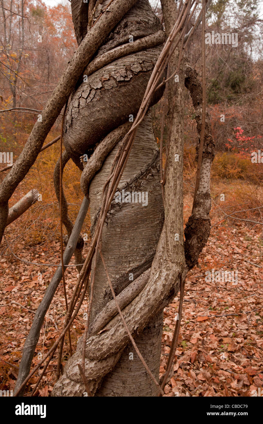 Birch tree being strangled by Oriental Staff Vine Celastrus orbiculatus; introduced invasive species in woodland, New York state Stock Photo