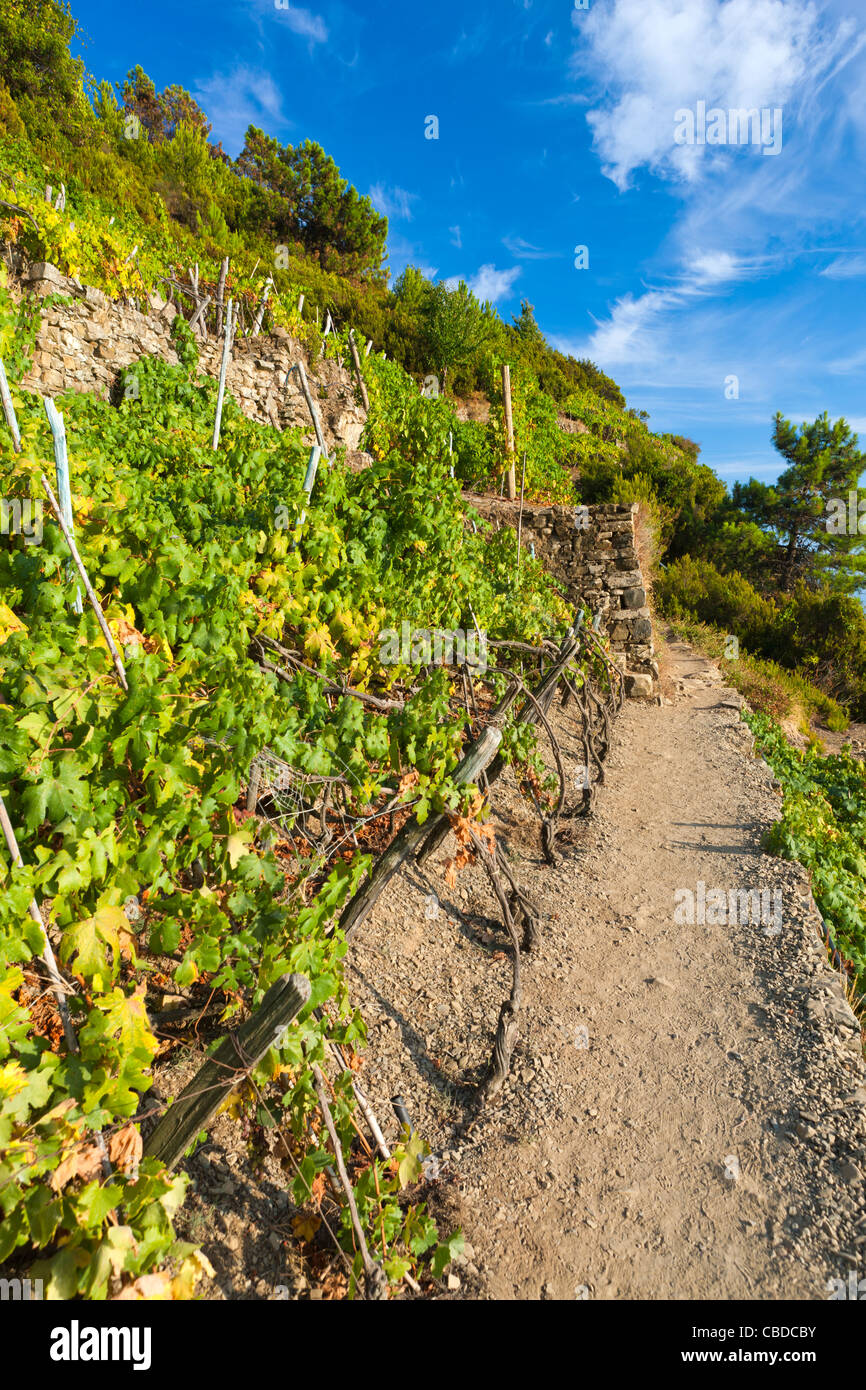 Terraced vineyards, Volastra, Province of La Spezia, Liguria, Italy, Europe Stock Photo