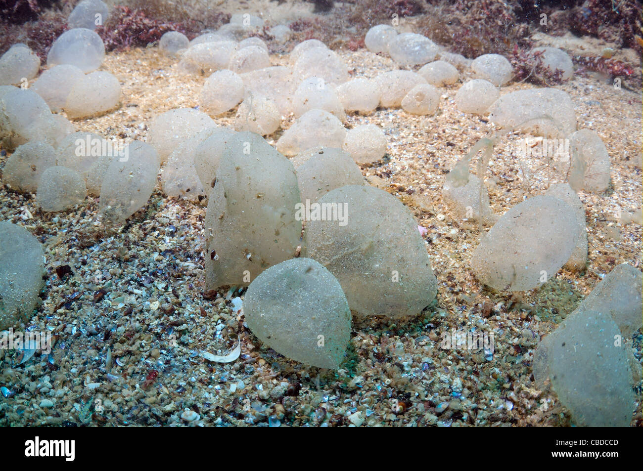 Jelly-like eggs Sopra (Arenicola sp), Black Sea, Crimea Stock Photo