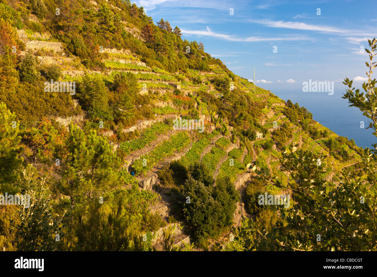 Terraced vineyards, Volastra, Province of La Spezia, Liguria, Italy, Europe Stock Photo